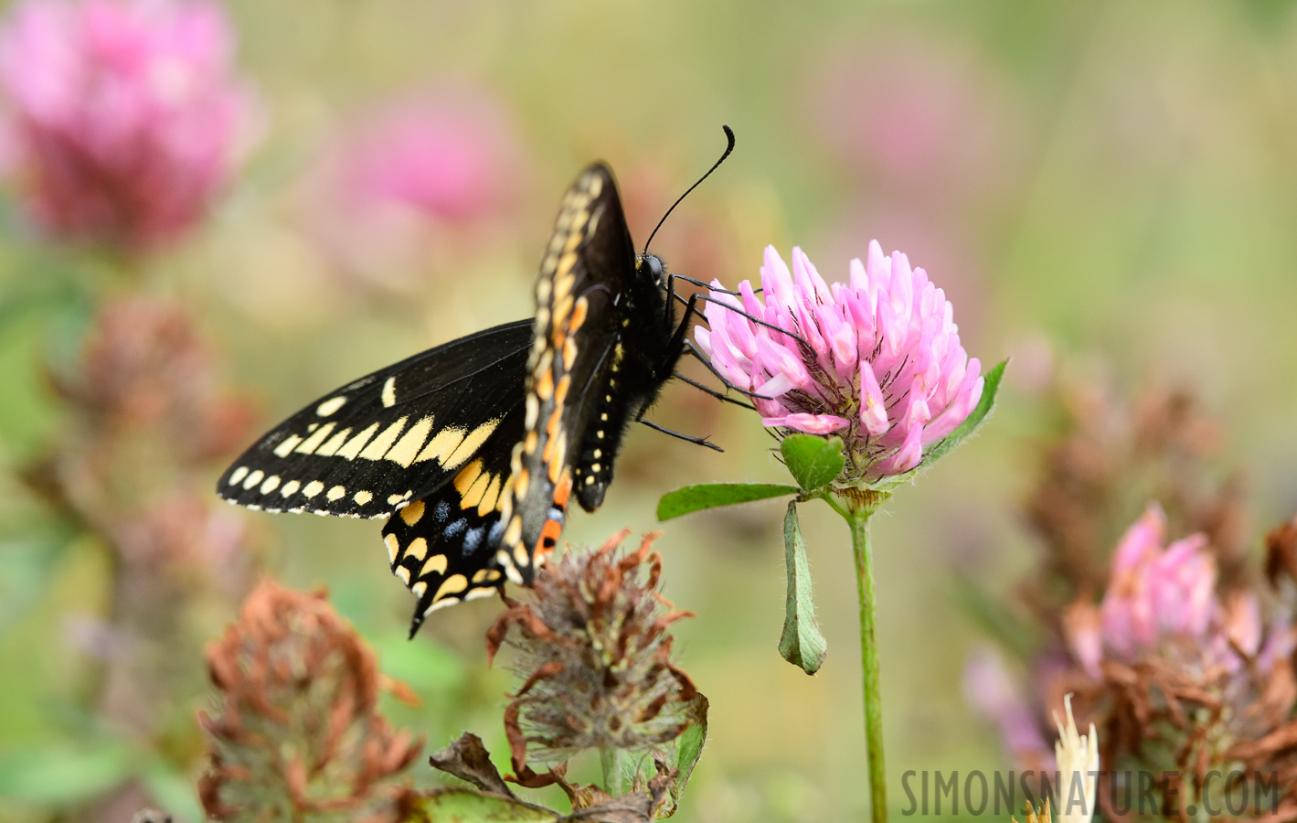 Papilio brevicauda [400 mm, 1/1000 Sek. bei f / 9.0, ISO 1600]